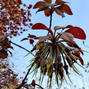 MAHUA FLOWERS